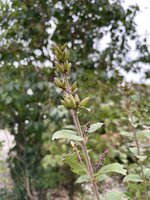 IMG_0122.jpeg