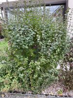 IMG_0123.jpeg