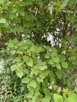 IMG_0124.jpeg