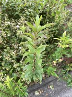 IMG_0126.jpeg