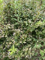 IMG_0127.jpeg