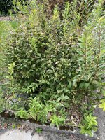 IMG_0128.jpeg