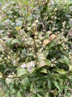IMG_0129.jpeg