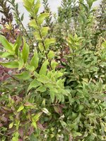 IMG_0130.jpeg