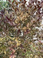 IMG_0131.jpeg
