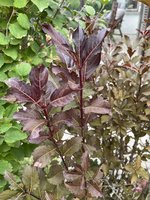 IMG_0133.jpeg