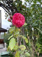 IMG_0144.jpeg