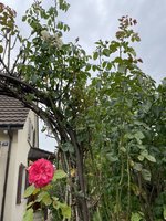 IMG_0145.jpeg