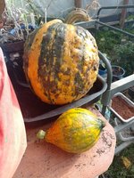 IMG_20231008_152309.jpg
