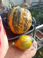 IMG_20231008_152309.webp
