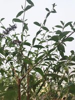 IMG_20231011_080814.jpg