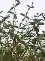 IMG_20231011_080814.webp