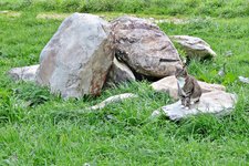 IMG_1647 v (2).JPG