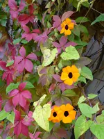 P1020603.webp