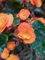 20231012_101432.webp