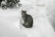 Dez.A 0110.webp