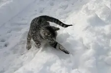 Jan.6010a.webp