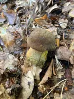 Hexenröhrlinge_02.jpg Hexenröhrlinge_02.jpg