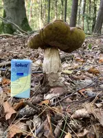Steinpilz_03.jpg Steinpilz_03.jpg