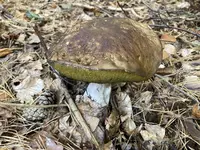 Steinpilz_A_01.jpg Steinpilz_A_01.jpg