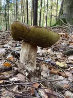 Steinpilz_B_02.jpg