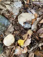 Genabelter Semmelstoppelpilz_02.jpg Genabelter Semmelstoppelpilz_02.jpg