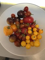 IMG_2875.jpeg