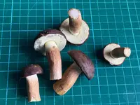 Maronen_klein_.jpg Maronen_klein_.jpg