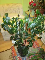 IMG_2294.webp