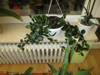 IMG_2295.JPG