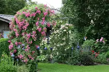 Rose Super Dorothy   1721.webp