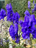 IMG_9073.jpeg