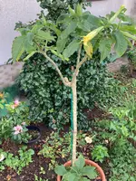 Brugmansia-B_2023-10_01.webp