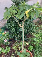 Brugmansia-B_2023-10_01.jpg