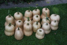 Kürbisernte0123.jpg