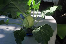 Kohlrabi 0423.jpg