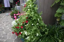 Terasse       7922.webp