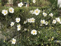 IMG_4210.jpeg