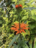 IMG_4206.jpeg