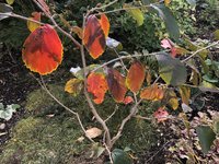 IMG_4227.jpeg