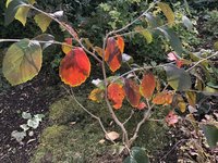 IMG_4228.jpeg