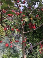 IMG_4223.jpeg