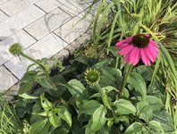 IMG_4229.jpeg