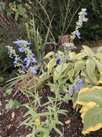 IMG_4218.jpeg
