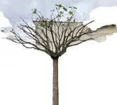 Acer globosum_03.jpg