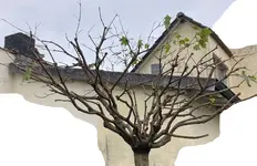 Acer globosum_02.jpg