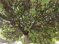 Acer globosum_01.jpg