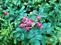 IMG_20200910_121000_1.jpg