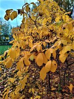 IMG_20201025_150951_2.jpg