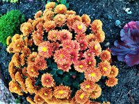 IMG_20201018_145255.jpg
